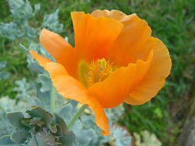 Glaucium flavum aurantiacum